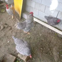 جوجه و تخم نطفه دار پیلموت