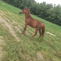 کره نریون دم گیر