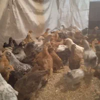 جوجه مرغ محلی|حیوانات مزرعه|تویسرکان, |دیوار