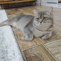 گربه اسکاتیش برتیش