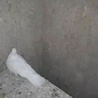 سلام خدمت دوستان ۵عدد سفید عتیطقع ا طوقی  یک لیلک|پرنده|مرودشت, نقش رستم|دیوار