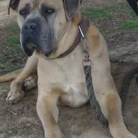 سگ کن کورسو نر