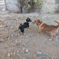 سگ پاکوتا هر دو نر|سگ|موچش, |دیوار