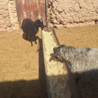 فروش دوعدد بره رومانف اصل|حیوانات مزرعه|تربتحیدریه, ۴۵ متری|دیوار