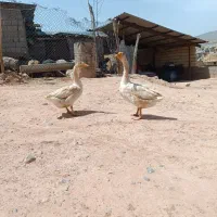دو غاز نرو ماده تخم‌گذار