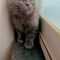 گربه ها|گربه|گرگان, |دیوار