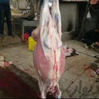 فروش گوسفند زنده مرغوب و چاق|حیوانات مزرعه|قم, بلوار امین و ساحلی|دیوار