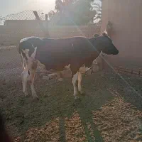 گاو و شنگل|حیوانات مزرعه|شوشتر, |دیوار