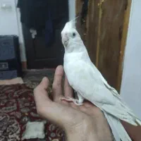 عروس هلندی جفت درجه یک