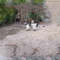 نیمچه برهما و تخم نطفه دار برهما