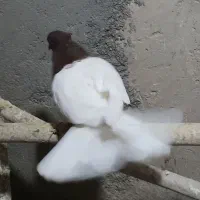 دوتا نر کله ای با یا جونه کله ای