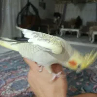 عروس هلندی|پرنده|نظرآباد, نجم آباد|دیوار