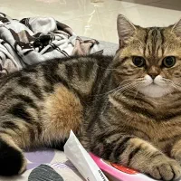 واگذاری گربه|گربه|بروجرد, |دیوار