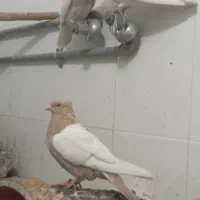 کبوتر رنگی و پلاکی