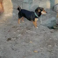 پاکوتا ه|سگ|تبریز, |دیوار