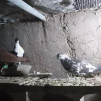 کفتر  رنگه قشنگ ۵ عدد فقد تماس بگیرید|پرنده|رضویه, |دیوار