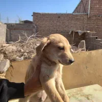 پنج عدد اشپیتز نر و ماده