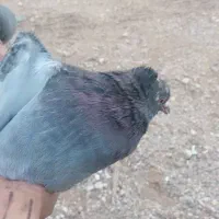 ۱عدد کبوتر خوشتیپ پا پر با نسب قیمت