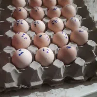 تخم نطفه دار لاری و برهما لایت. تعداد محدود|حیوانات مزرعه|سبزوار, امیر کبیر|دیوار