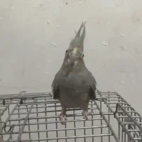 عروس هلندی ماده|پرنده|بهار, |دیوار