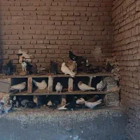 کبوتر|پرنده|خسروشاه, |دیوار