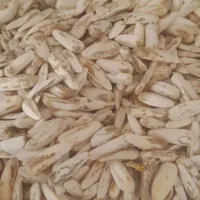 تخمه آفتاب گردان سفید