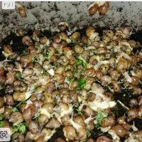 جوجه آلبینو