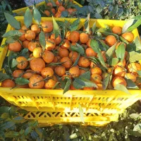 نارنگی ریز و درشت تازه چین|حراج|کلاچای, |دیوار