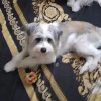 واگذاری فوری رایگان