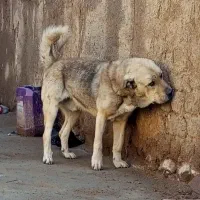 پژدراصیل نسل گوجه