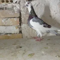 کبوتر. صید