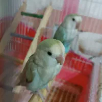 طوطی کوتوله برزیلی