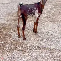 عمان بزغاله|حیوانات مزرعه|ساری, |دیوار