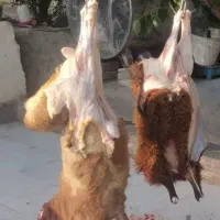 ذبح گوسفند در پارس اباد و حومه|خدمات پذیرایی، مراسم|پارسآباد, |دیوار