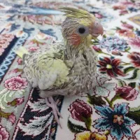 جوجه عروس هلندی