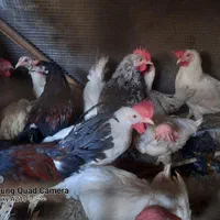 مرغ و خروس زنده. مرغ . خروس خونی. گوشتی خانگی