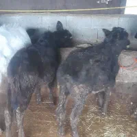 فروش گوساله ماده