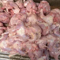 مرغ تلفاتی برای سگ و گربه