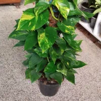 سلام همه نوعی موجود است