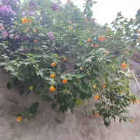 ۲۰۷ متر سید خندان* ۱۴۰ متر حیاط* پارکینگ سندی|فروش دفتر کار، اتاق اداری، مطب|تهران, نیلوفر|دیوار