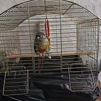 طوطی گرینچیک