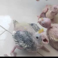 سه تا جوجه عروس هلندی