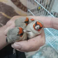 سهره کرمونی نر ماده و سینه سرخ|پرنده|مشهد, شهرک بهارستان|دیوار