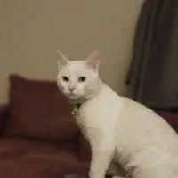 گربه سفید نر ترکیبی بریتیش