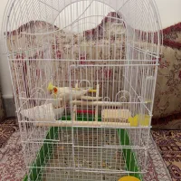 عروس هلندی|پرنده|قروه, |دیوار