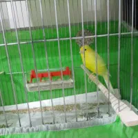 قناری نر وماده