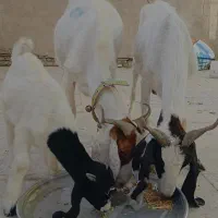 بز افغانی دوعدد مطفل فقط برای داشتی