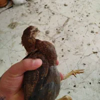 مرغ وجوجه