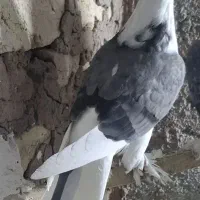 یاهو اصل|حیوانات|بهار, |دیوار