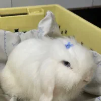 خرگوش لوپ ترکیش